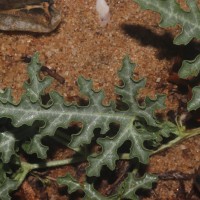 Citrullus colocynthis (L.) Schrad.